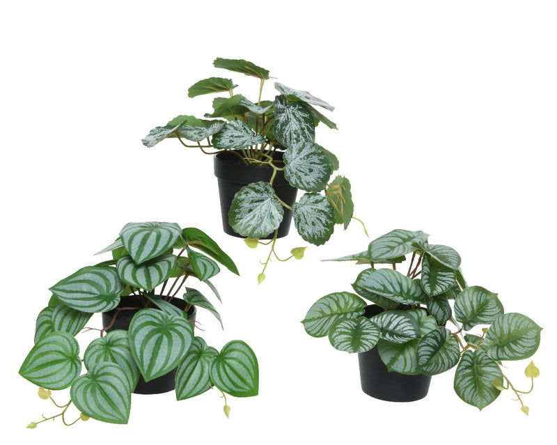 Plant In Pot Pe