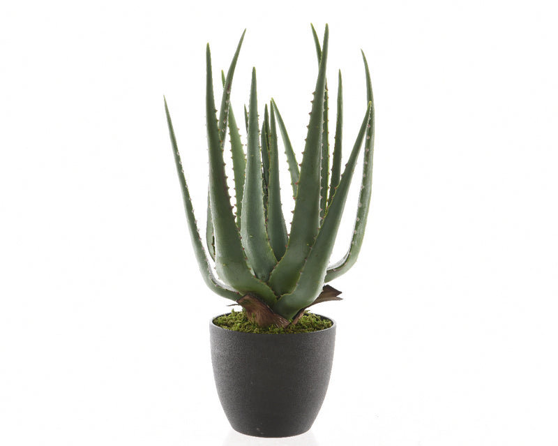 Aloe Vera In Pot Plastic