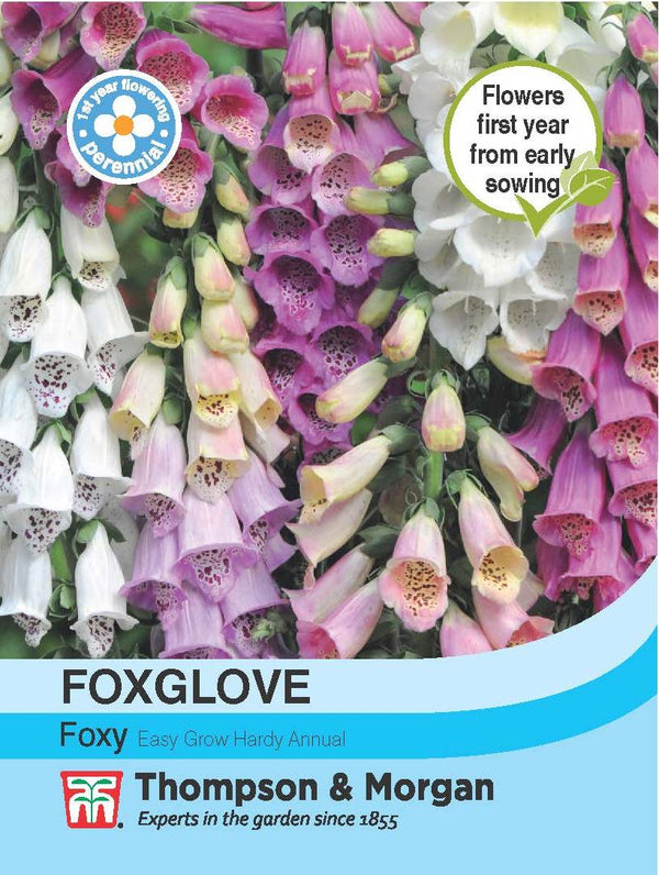 Foxglove Foxy Flower Seeds