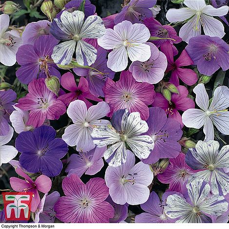 Geranium Reflections Flower Seeds