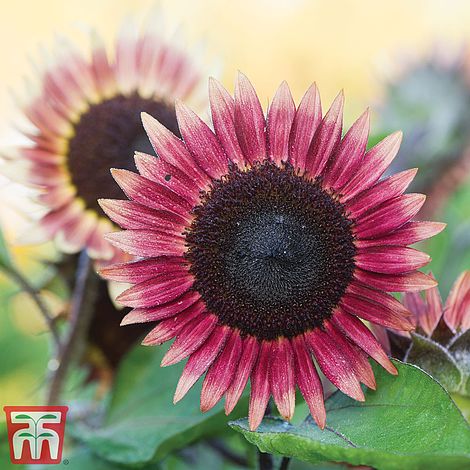 Sunflower Ms Mars Flower Seeds