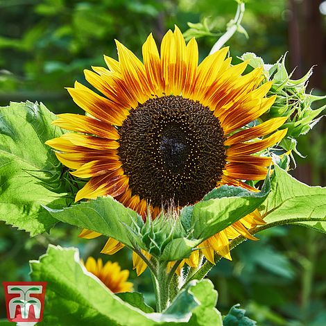 Sunflower Tiger Eye F1 Flower Seeds