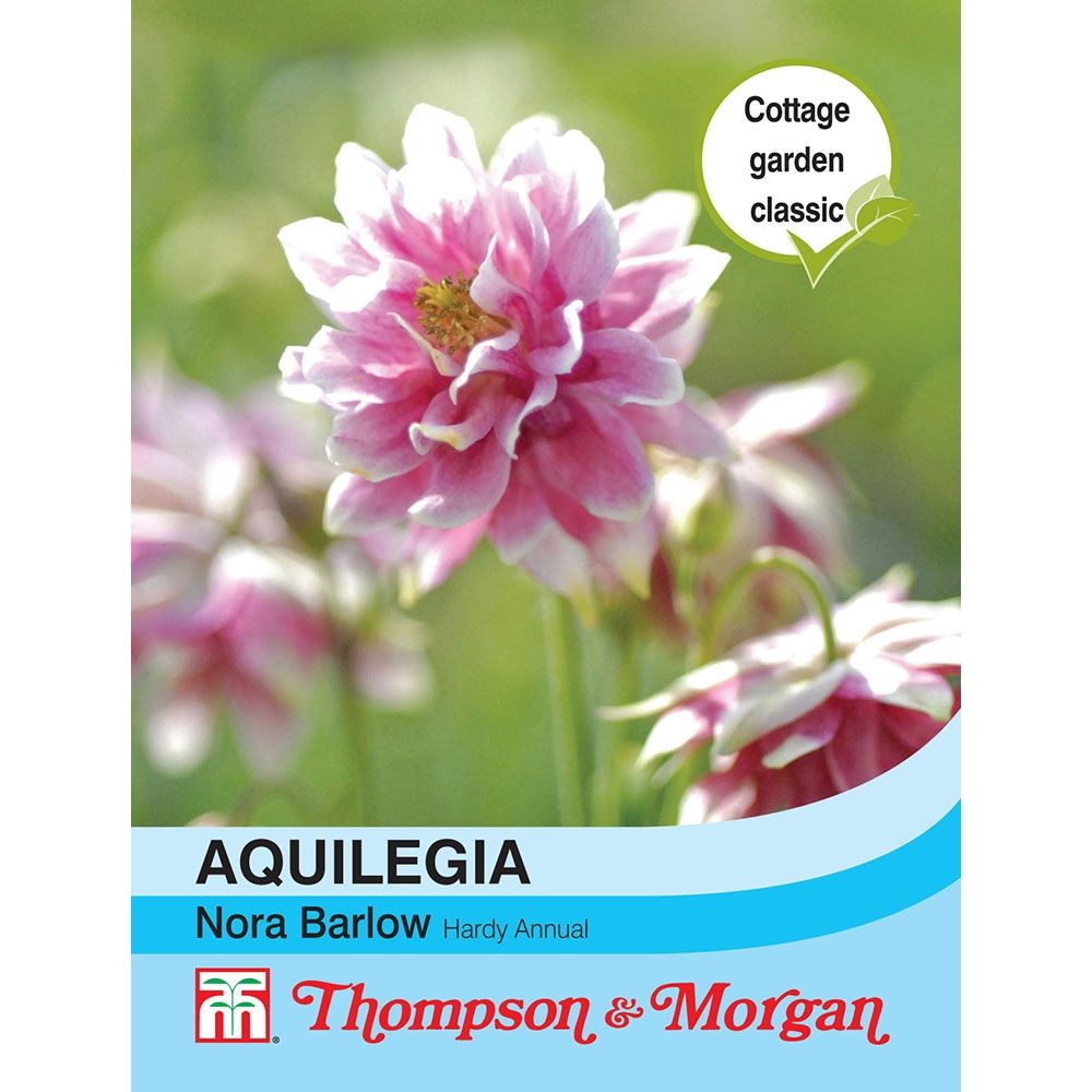 Aquilegia Nora Barlow Flower Seeds