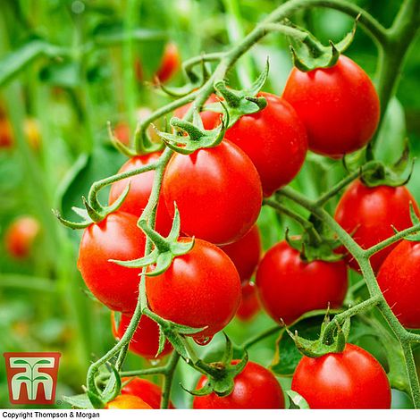 Tomato Koralik (Organic) Seeds