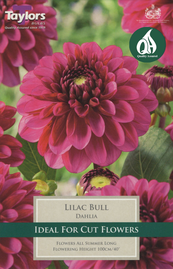 Dahlia Lilac Bull (Single Pack)