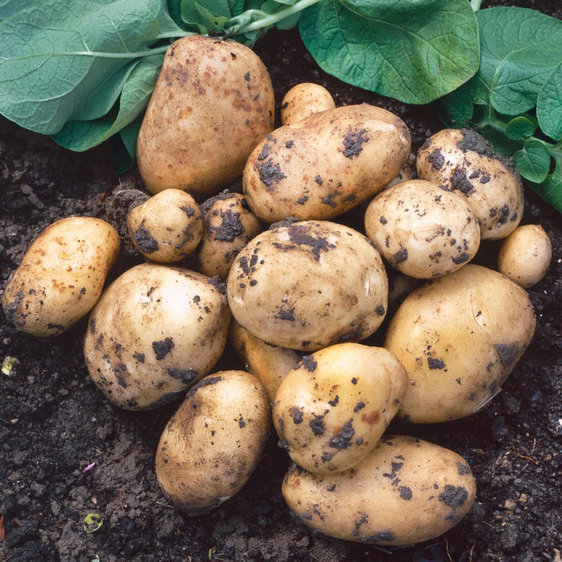 Lady Christl First Early Seed Potatoes 2kg