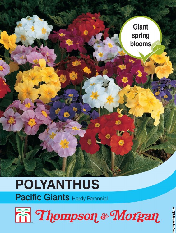 Polyanthus Pacific Giants Mixed Flower Seeds