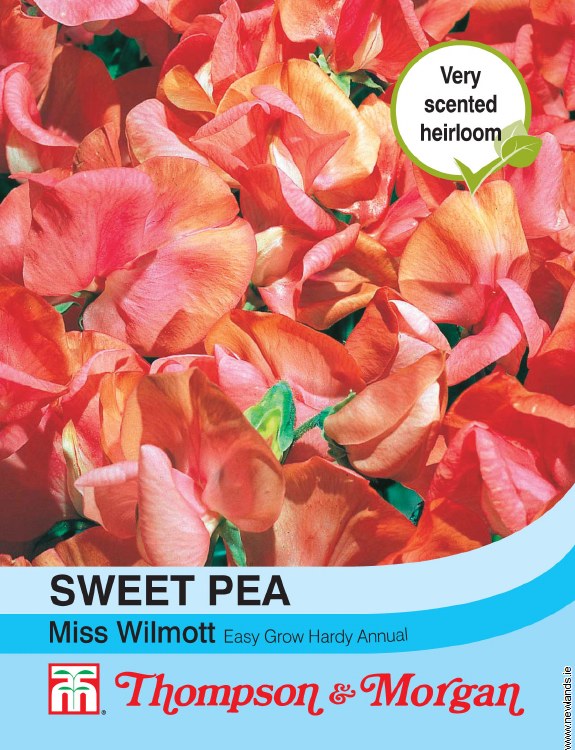 Sweet Pea Miss Willmott Flower Seeds