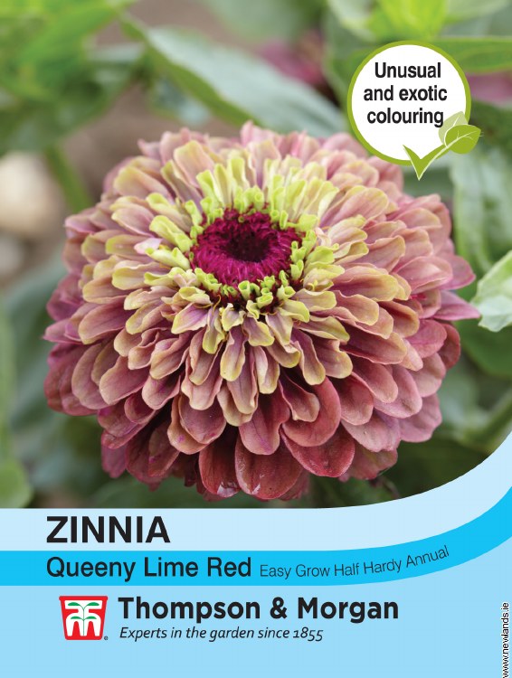 Zinnia Queeny Lime Red Flower Seeds