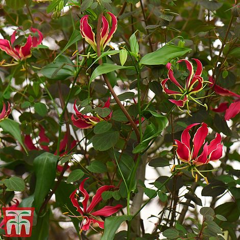 Climbing Flame Lily Flower Seeds