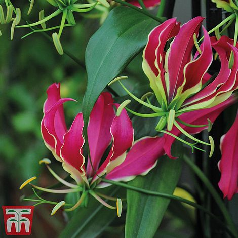 Climbing Flame Lily Flower Seeds