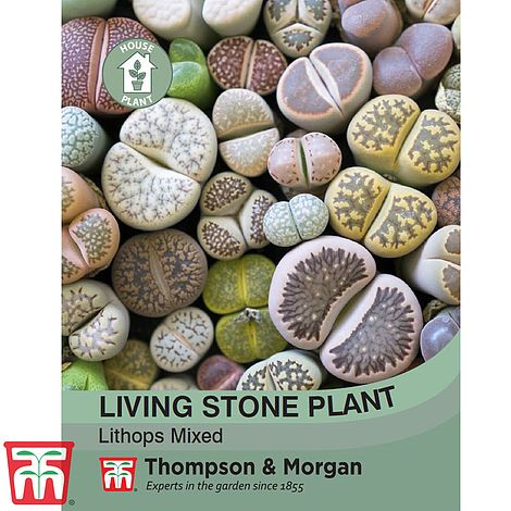 Living Stone Plant