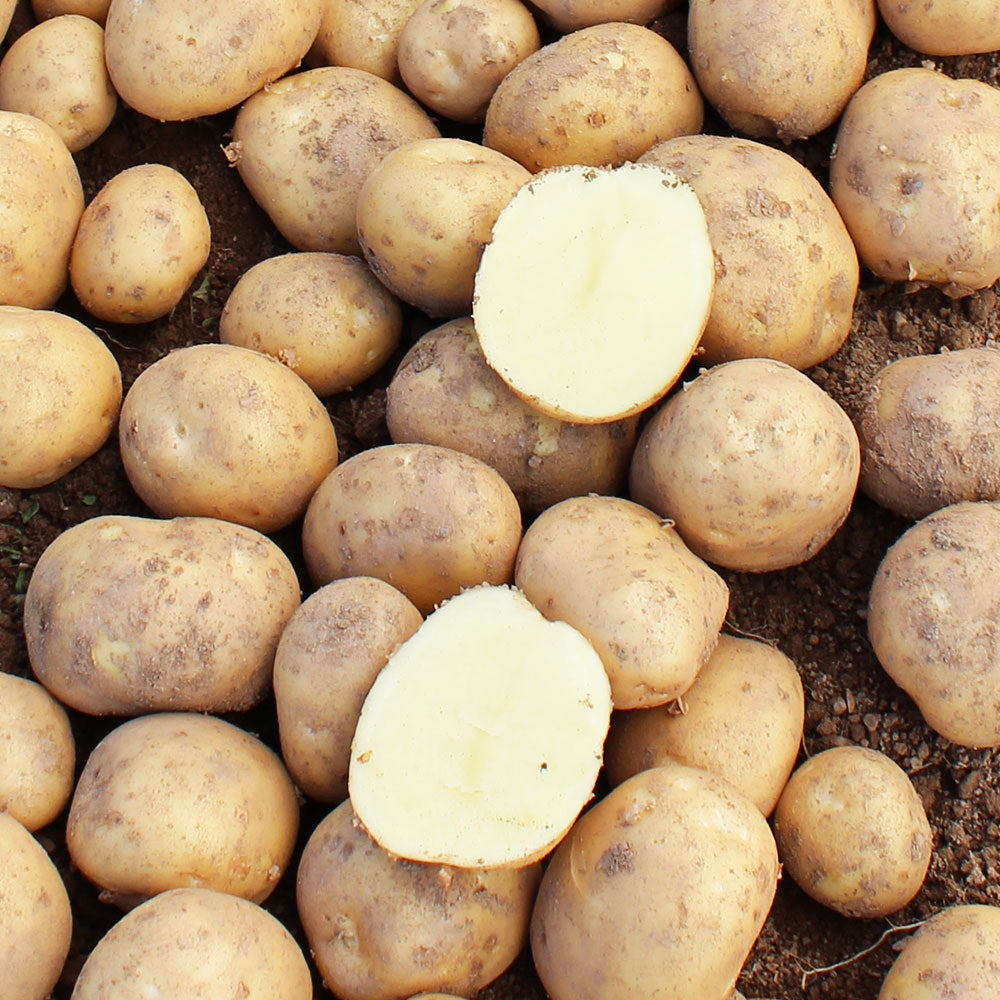 Marfona Second Early Seed Potatoes 2kg