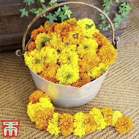 Marigold Indian Kushi Mix Flower Seeds