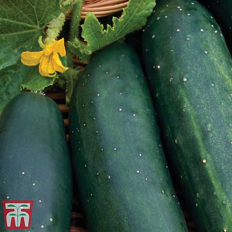 Cucumber Marketmore Organic Vegetable Seeds