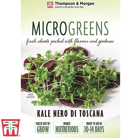 Microgreens Kale Nero di Toscana Seeds