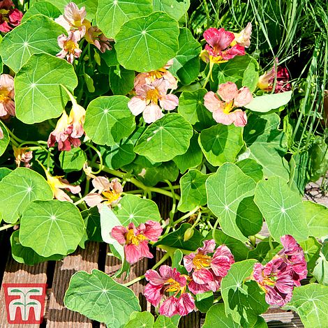 Nasturtium Purple Emperor Flower Seeds