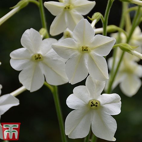 Nicotiana Alata Flower Seeds