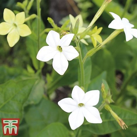 Nicotiana Alata Flower Seeds