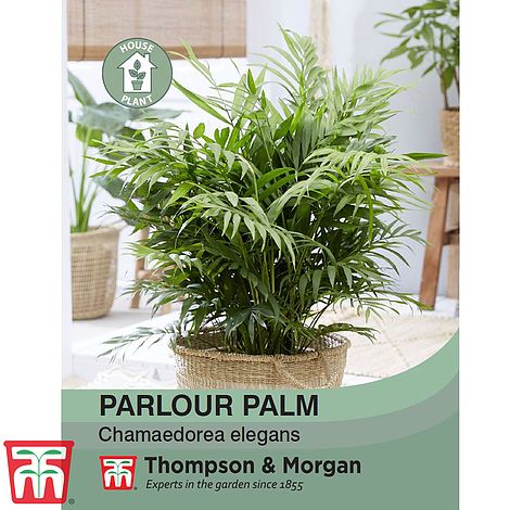 Parlour Palm Seeds