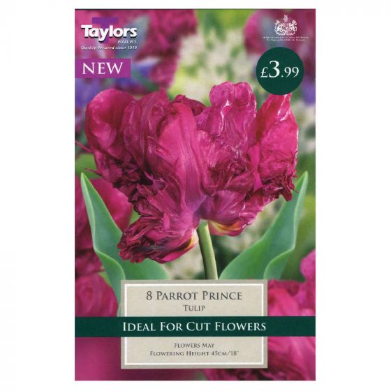 Tulip Parrot Prince