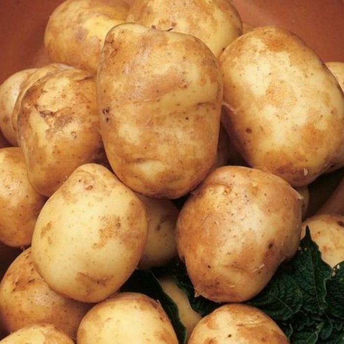 Pentland Javelin First Early Seed Potatoes 2kg