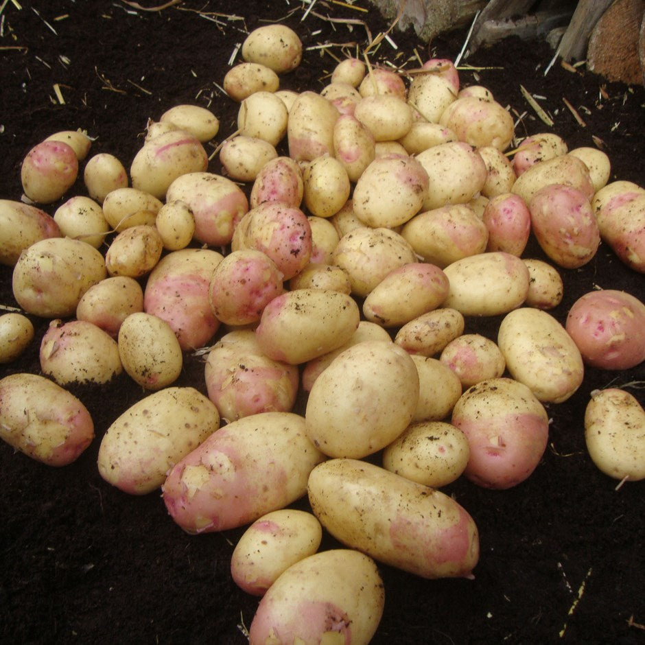 King Edward Main Crop Seed Potatoes 2kg