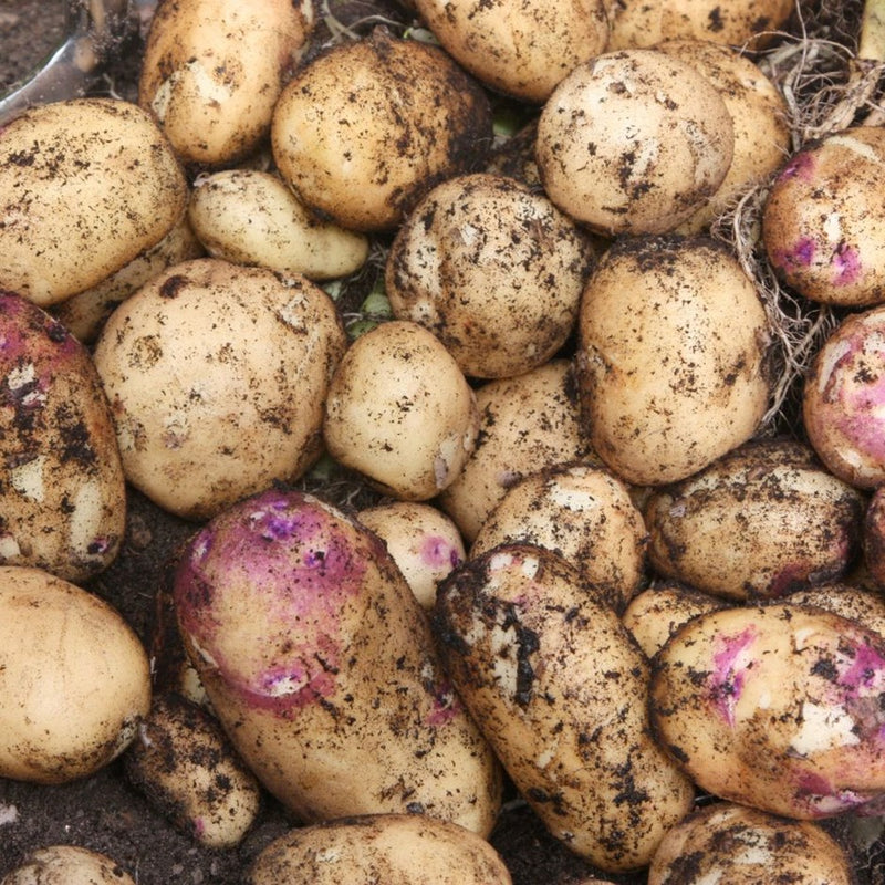 Kestrel Second Early Seed Potatoes 2kg