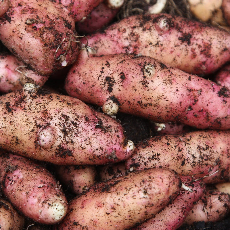 Pink Fir Apple Main Crop Seed Potatoes 2kg