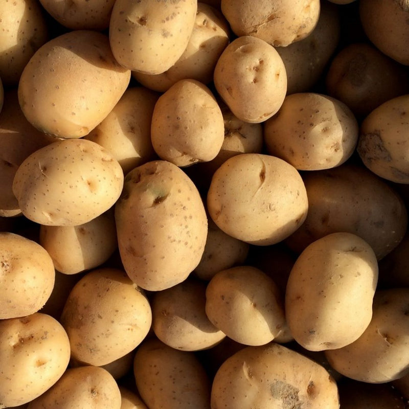 Maris Peer Second Early Seed Potatoes 2kg