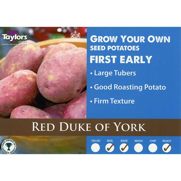 Red Duke Of York | Cornwall Garden Shop | UK