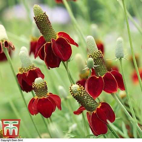 Ratibida Columnifera Red Midget Flower Seeds