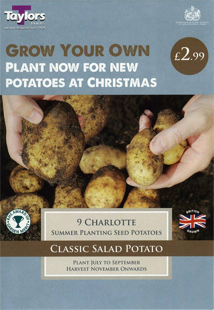 Summer planting seed potatoes producing classic salad variety