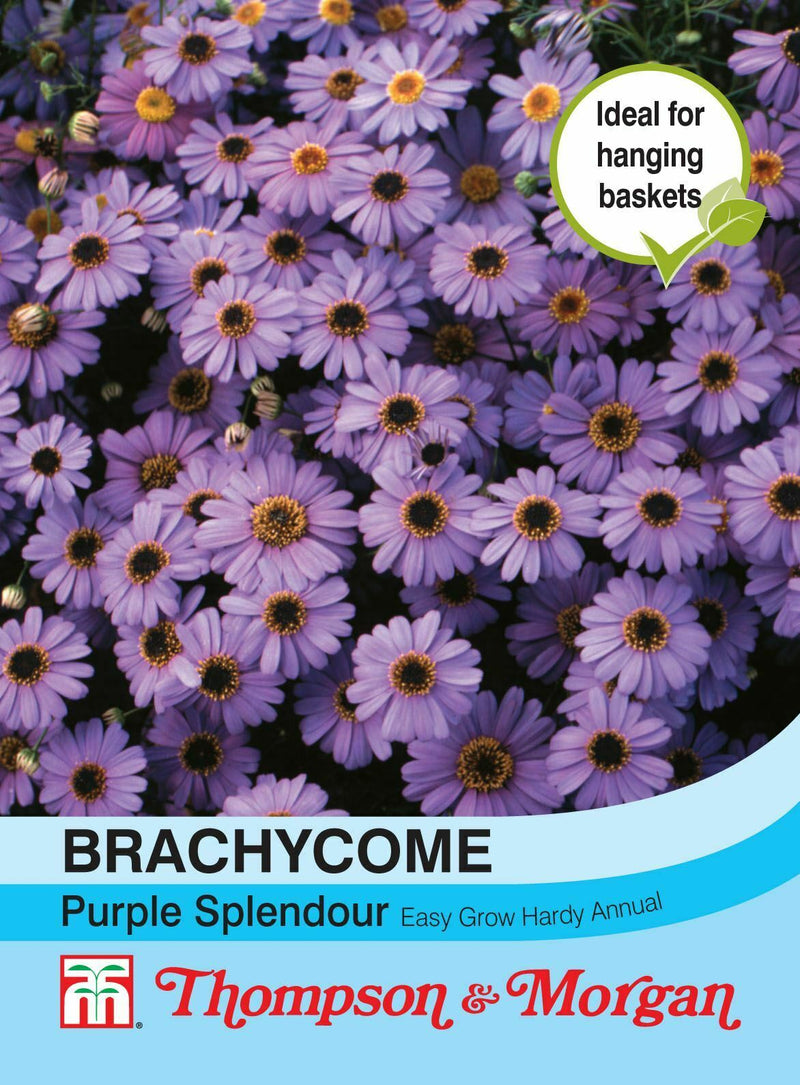 Brachycome Purple Splendour Flower Seeds
