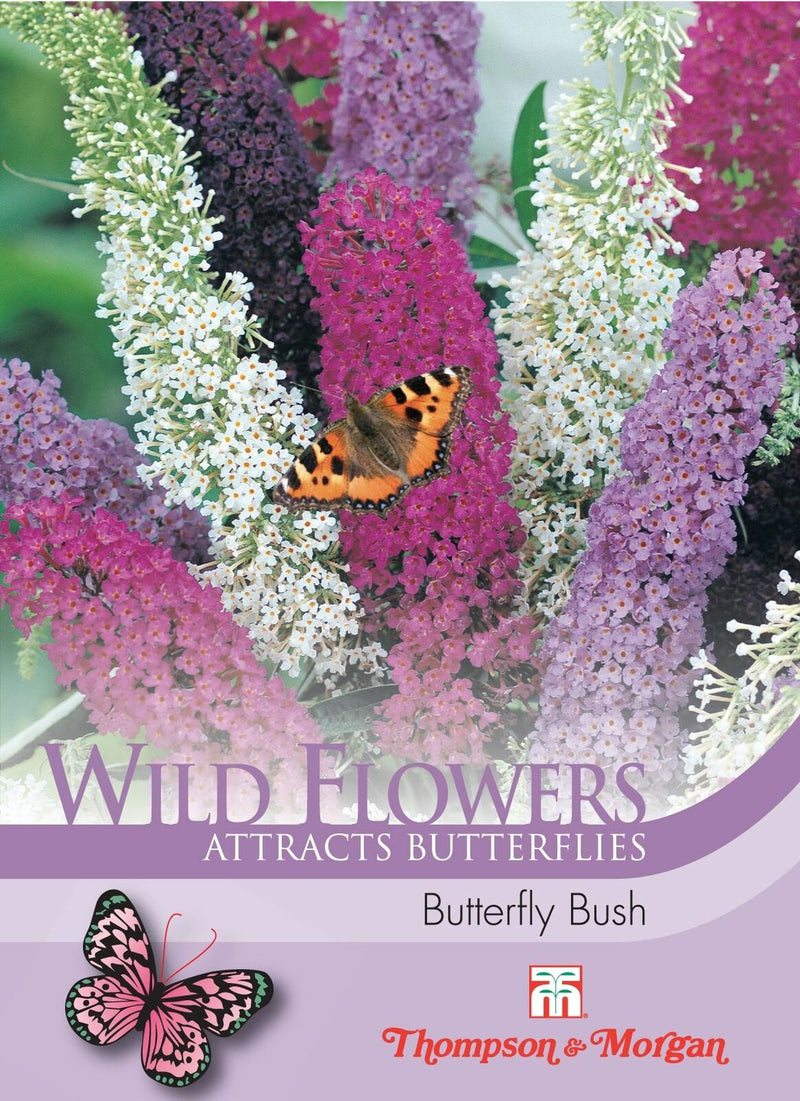 Wild Flower Butterfly Bush Flower Seeds