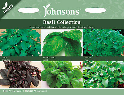 Basil Collection of Herb Seeds