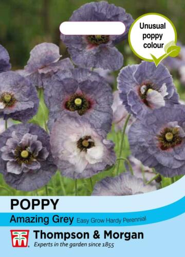 Poppy Amazing Grey Flower Seeds