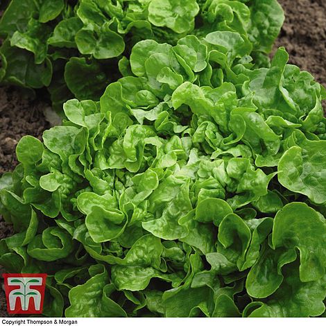 Lettuce Red & Green Salad Bowl (Organic) Seeds