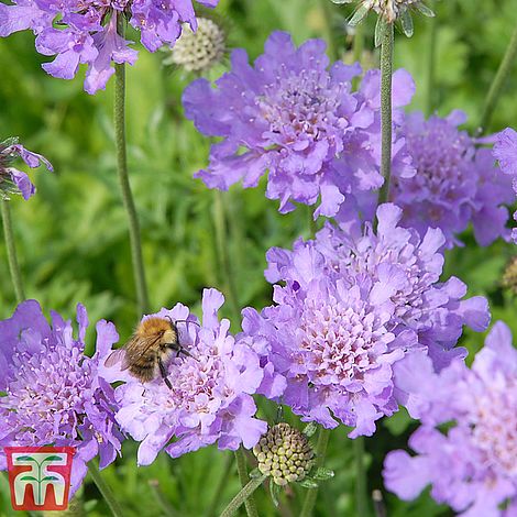 Scabious Perfection Blue Flower Seeds