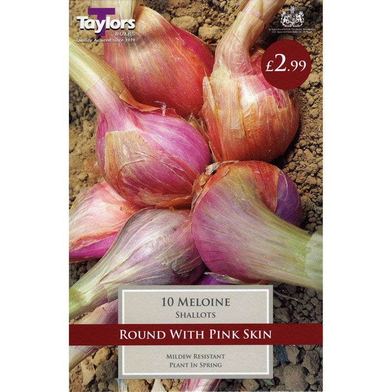 Shallots Sets Meloine (10)