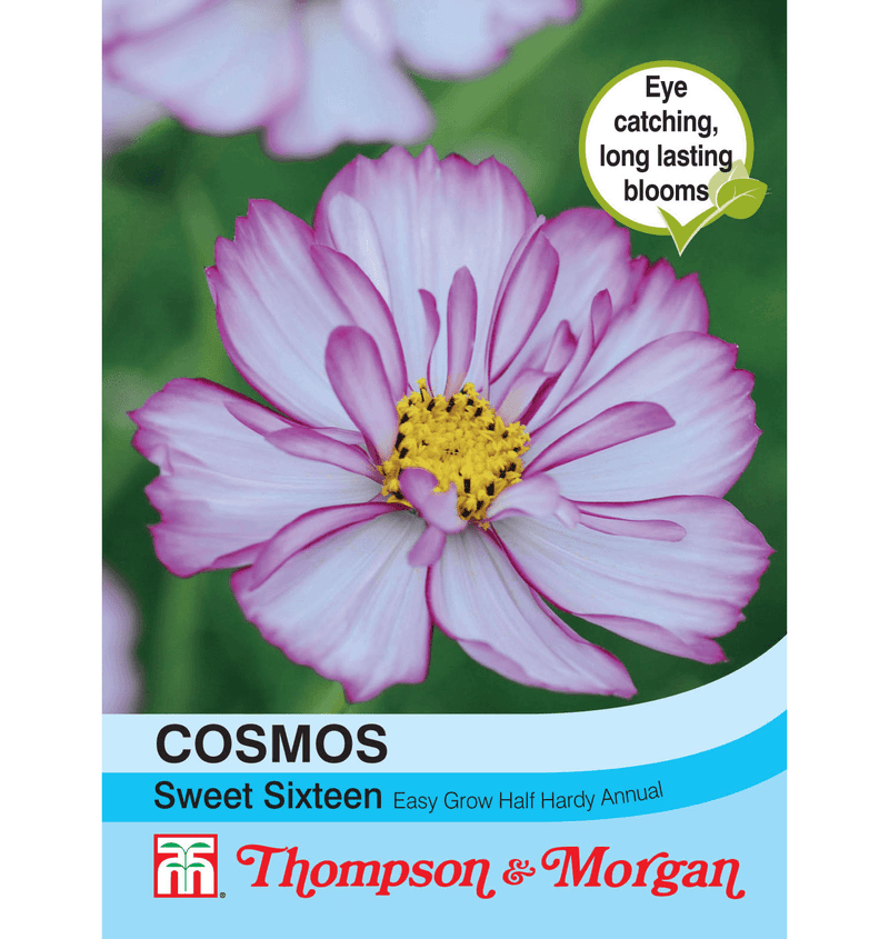 Cosmos Sweet Sixteen Flower Seeds