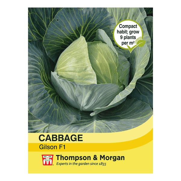 Cabbage Gilson Seeds