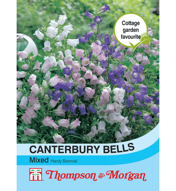 Canterbury Bells Mixed Flower Seeds