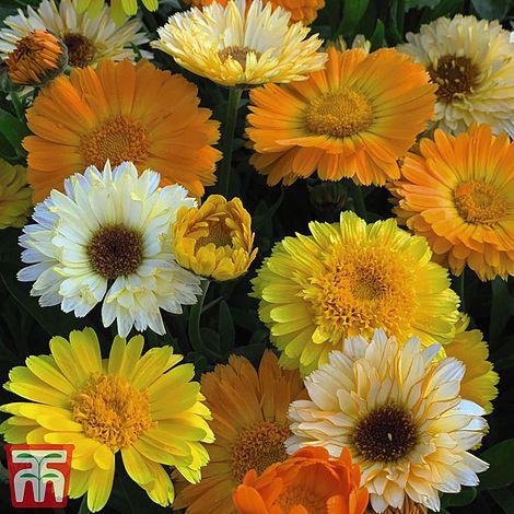 Calendula Summer Sunset Flower Seeds