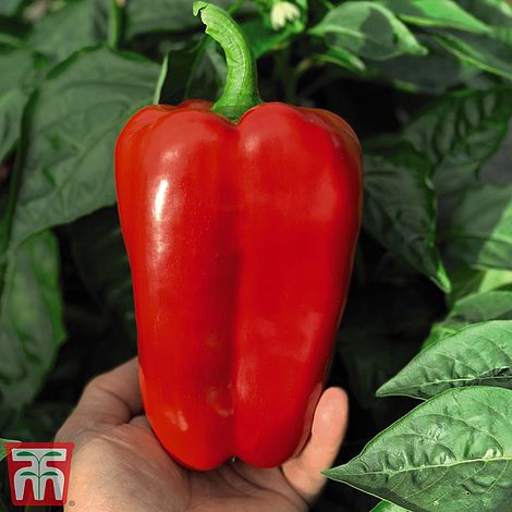 Sweet Pepper Red King F1 Seeds