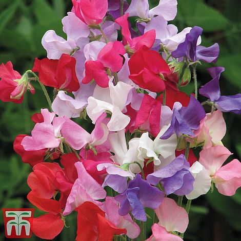 Sweet Pea Early Mammoth Mixed Flower Seeds