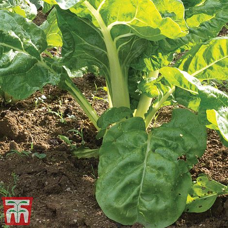 Chard White Silver 2 Organic Vegetable Seeds