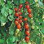 Tomato Gardeners Delight Seeds