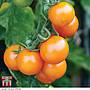 Tomato Sungold F1 Hybrid Seeds