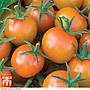 Tomato Sungold F1 Hybrid Seeds